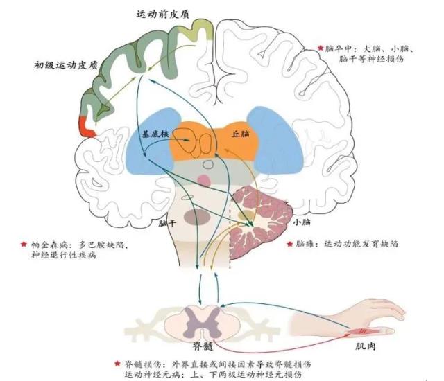 物理因子辅助运动和感觉康复的研究介绍与应用现状-1.jpg